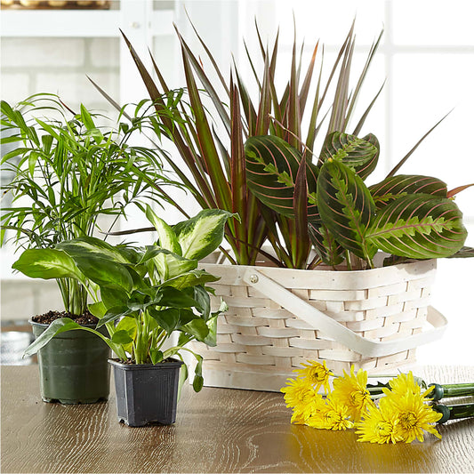 Florist Designed Blooming and Green Plants in a Basket – The Eclectic Florist, Northwood NH