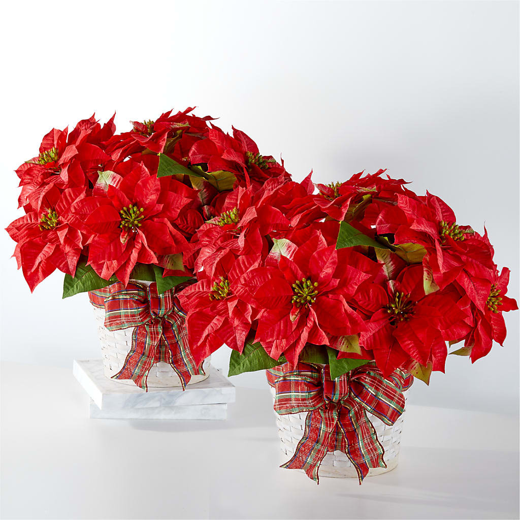Happiest Holidays Poinsettia Bundle – The Eclectic Florist, Northwood NH