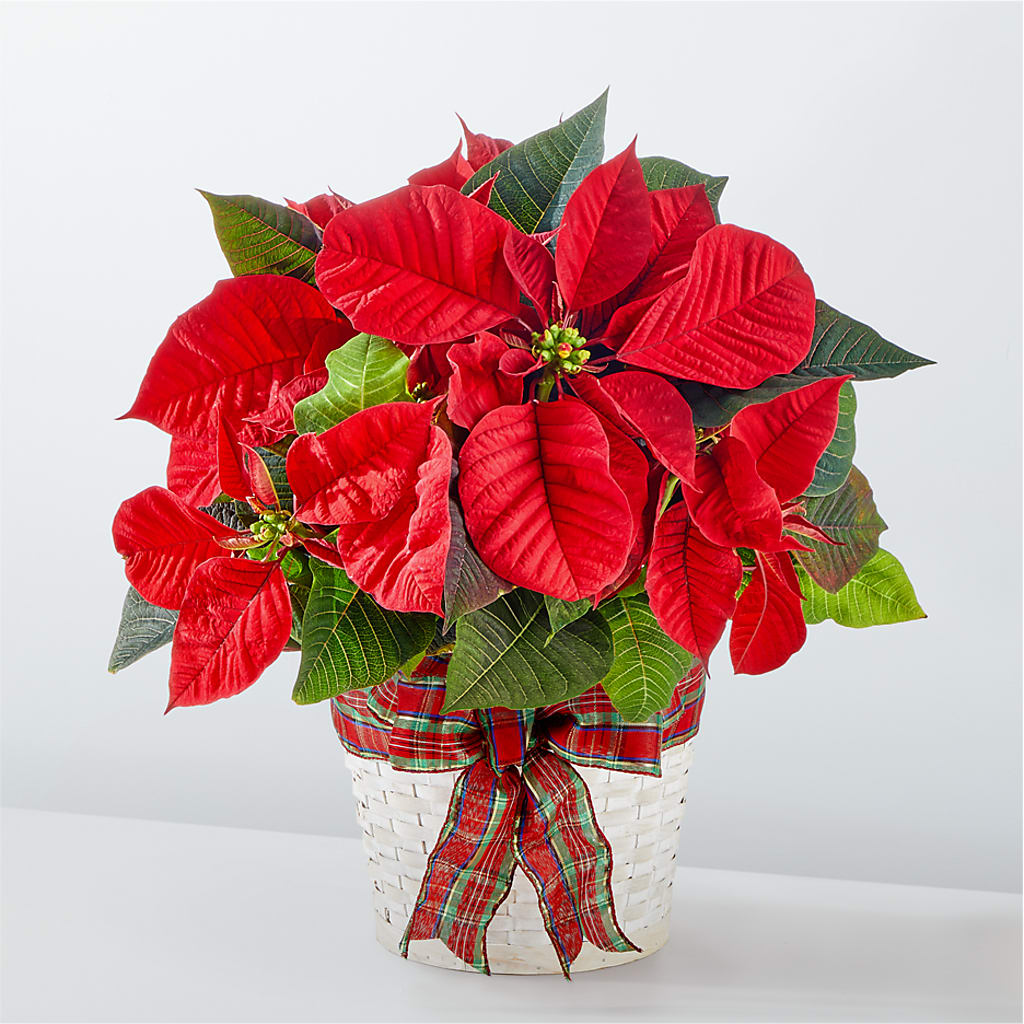 Happiest Holidays Poinsettia – The Eclectic Florist, Northwood NH