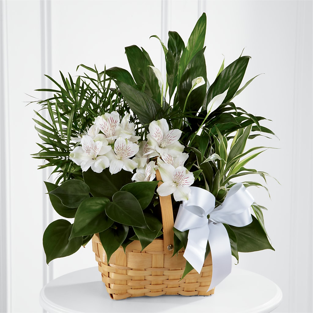 Peace & Serenity Dishgarden – The Eclectic Florist, Northwood NH