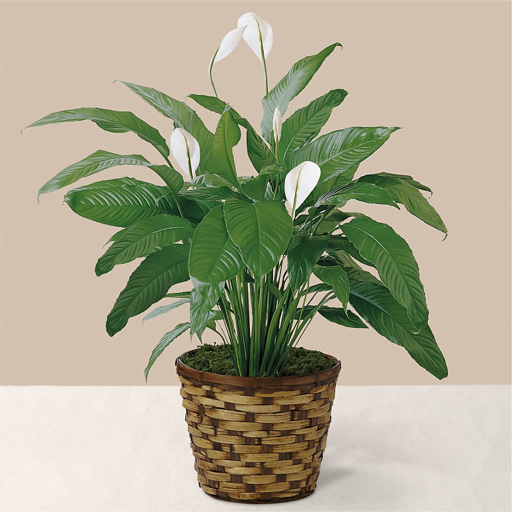 Tranquil Moments Peace Lily Plant – The Eclectic Florist, Northwood NH