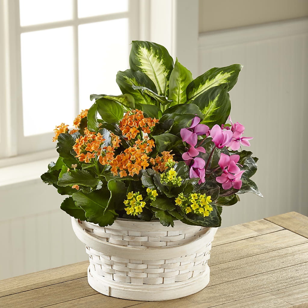 Color Crush Dishgarden – The Eclectic Florist, Northwood NH