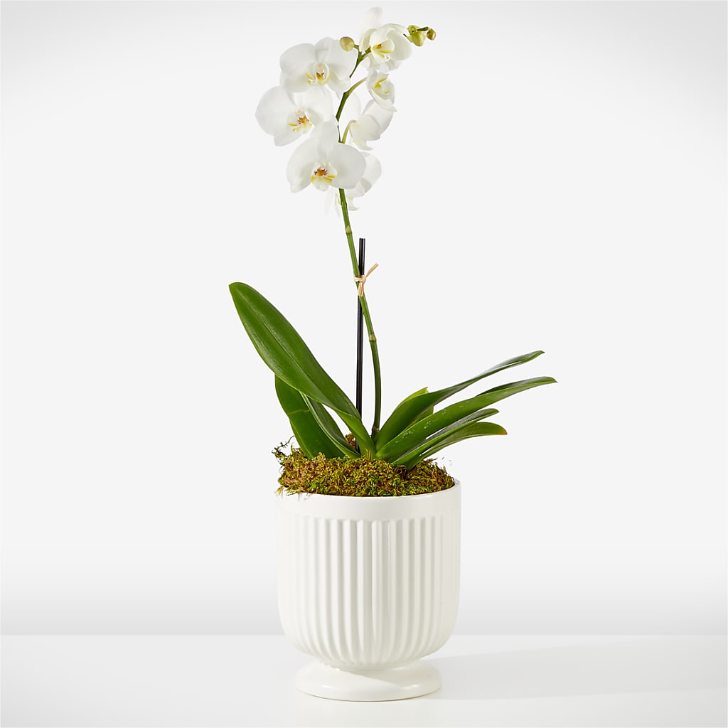 Whispering White Orchid – The Eclectic Florist, Northwood NH