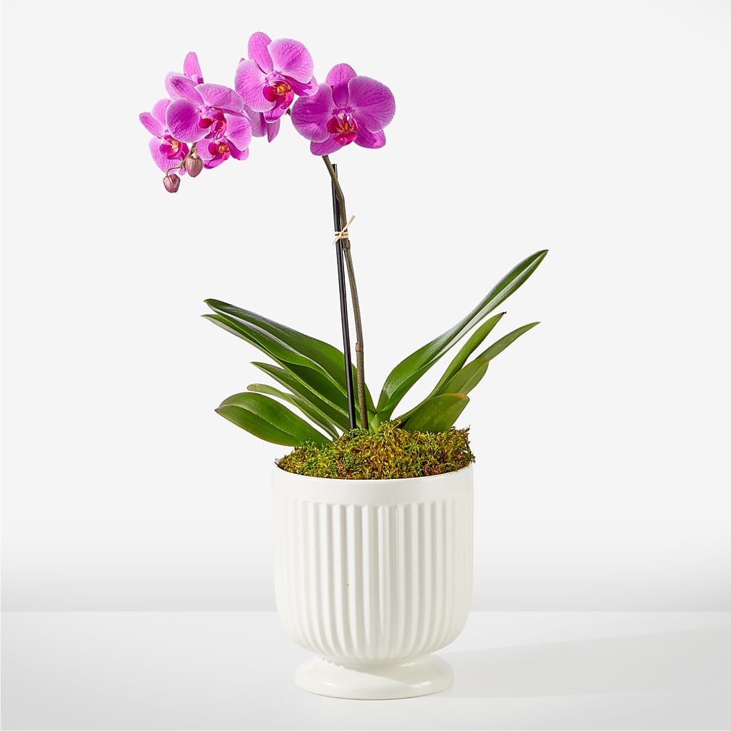 Friendly Fuchsia Orchid – The Eclectic Florist, Northwood NH