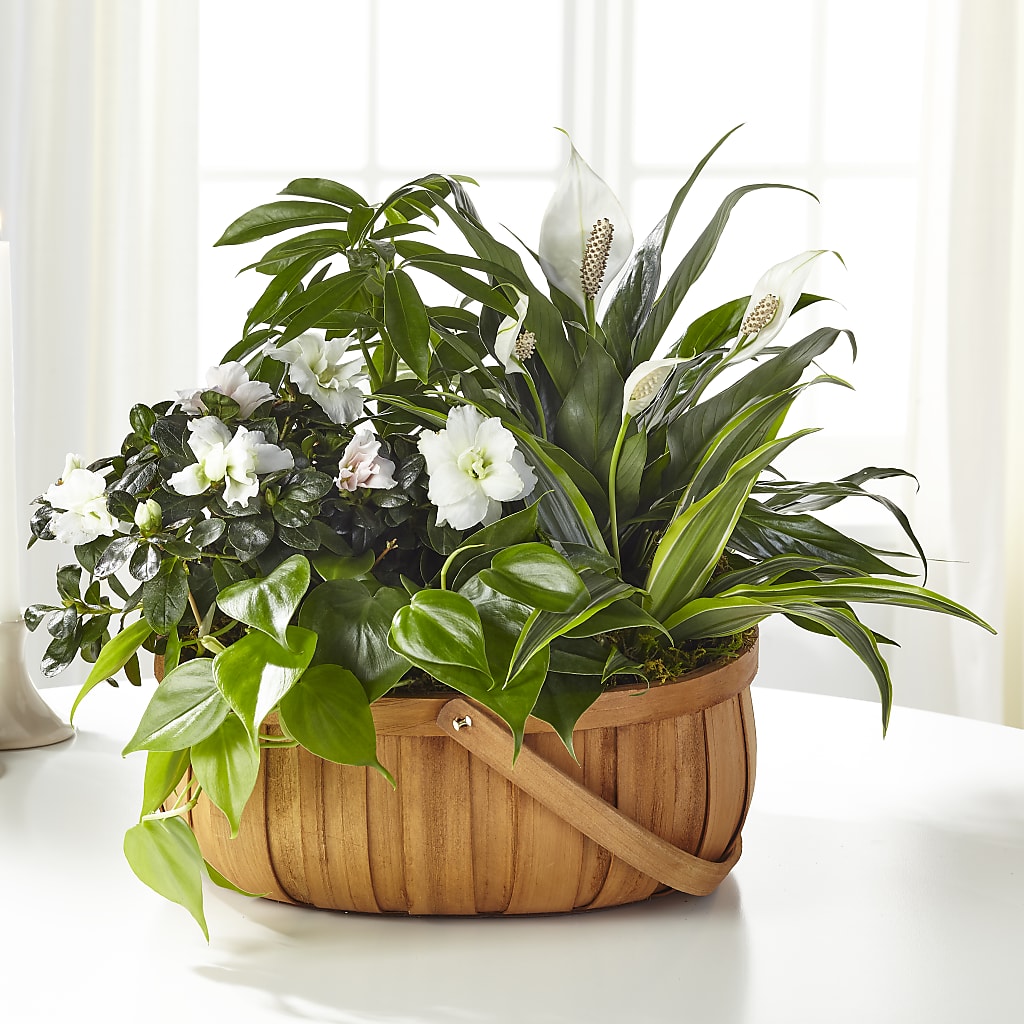 Serene Dishgarden – The Eclectic Florist, Northwood NH