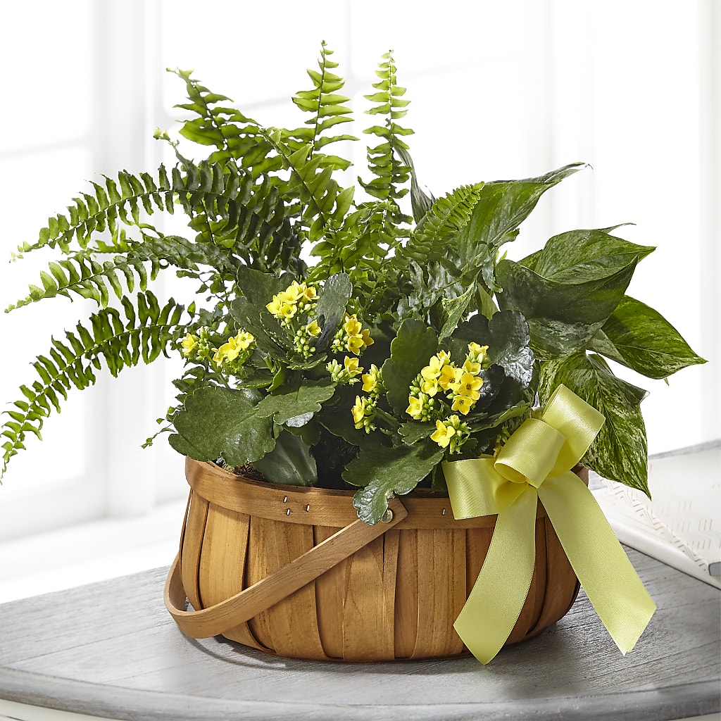 Always Dear Dishgarden – The Eclectic Florist, Northwood NH