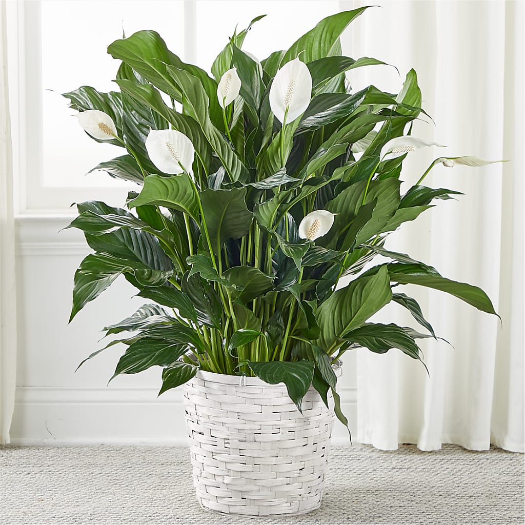 A New Leaf Peace Lily – The Eclectic Florist, Northwood NH