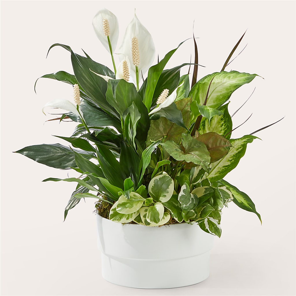 Radiating Positivity Dishgarden – The Eclectic Florist, Northwood NH