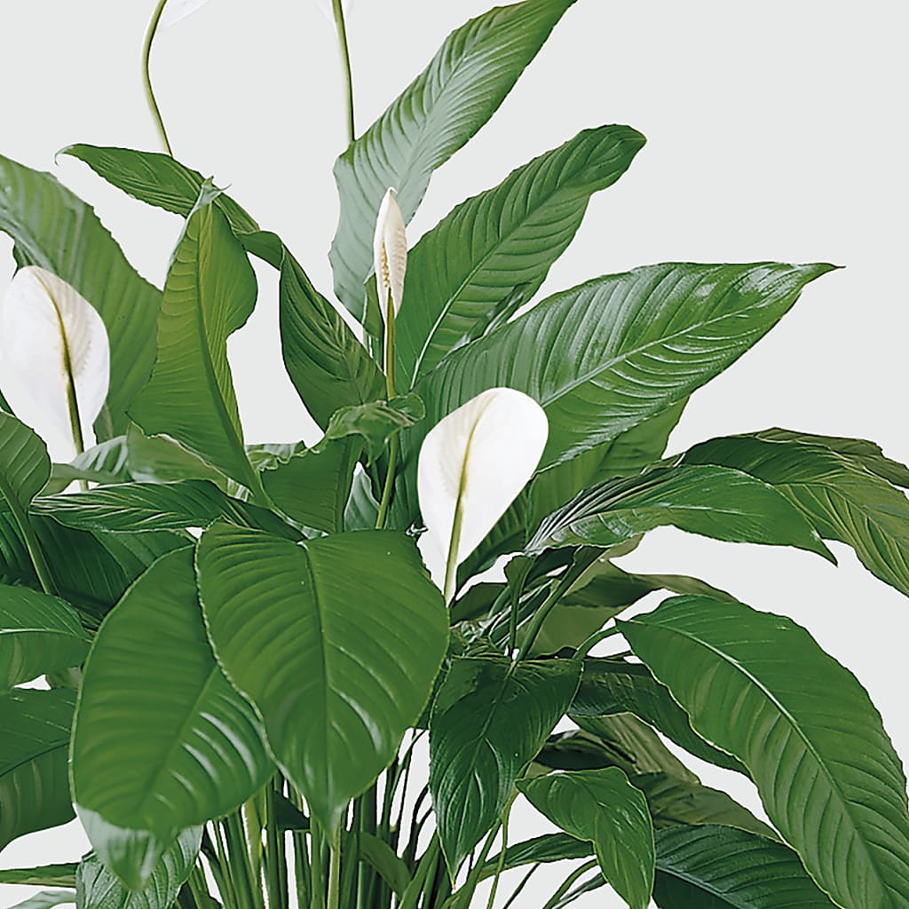 Tranquil Moments Peace Lily Plant –  The Eclectic Florist, Northwood NH