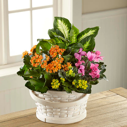 Color Crush Dishgarden –  The Eclectic Florist, Northwood NH