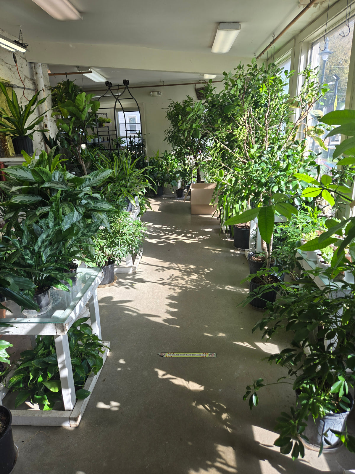 tropical indoor plants –  The Eclectic Florist, Northwood NH