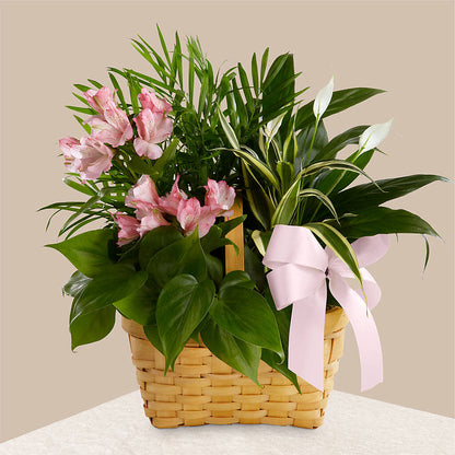 Living Spirit Dishgarden –  The Eclectic Florist, Northwood NH