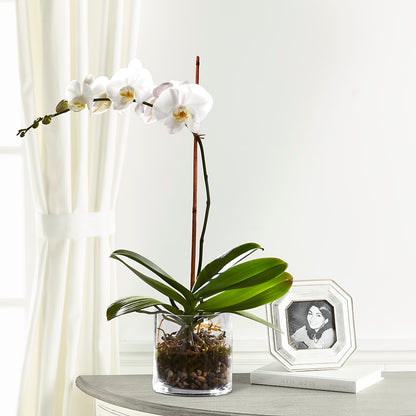 White Orchid Planter –  The Eclectic Florist, Northwood NH