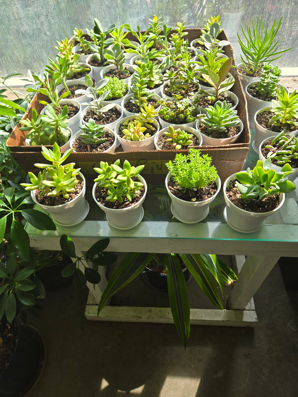 succulents –  The Eclectic Florist, Northwood NH