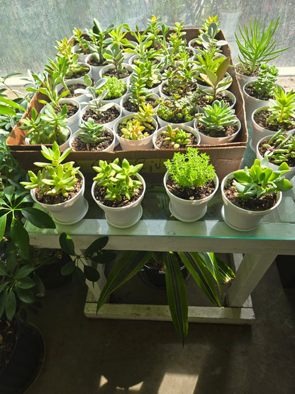 succulents –  The Eclectic Florist, Northwood NH